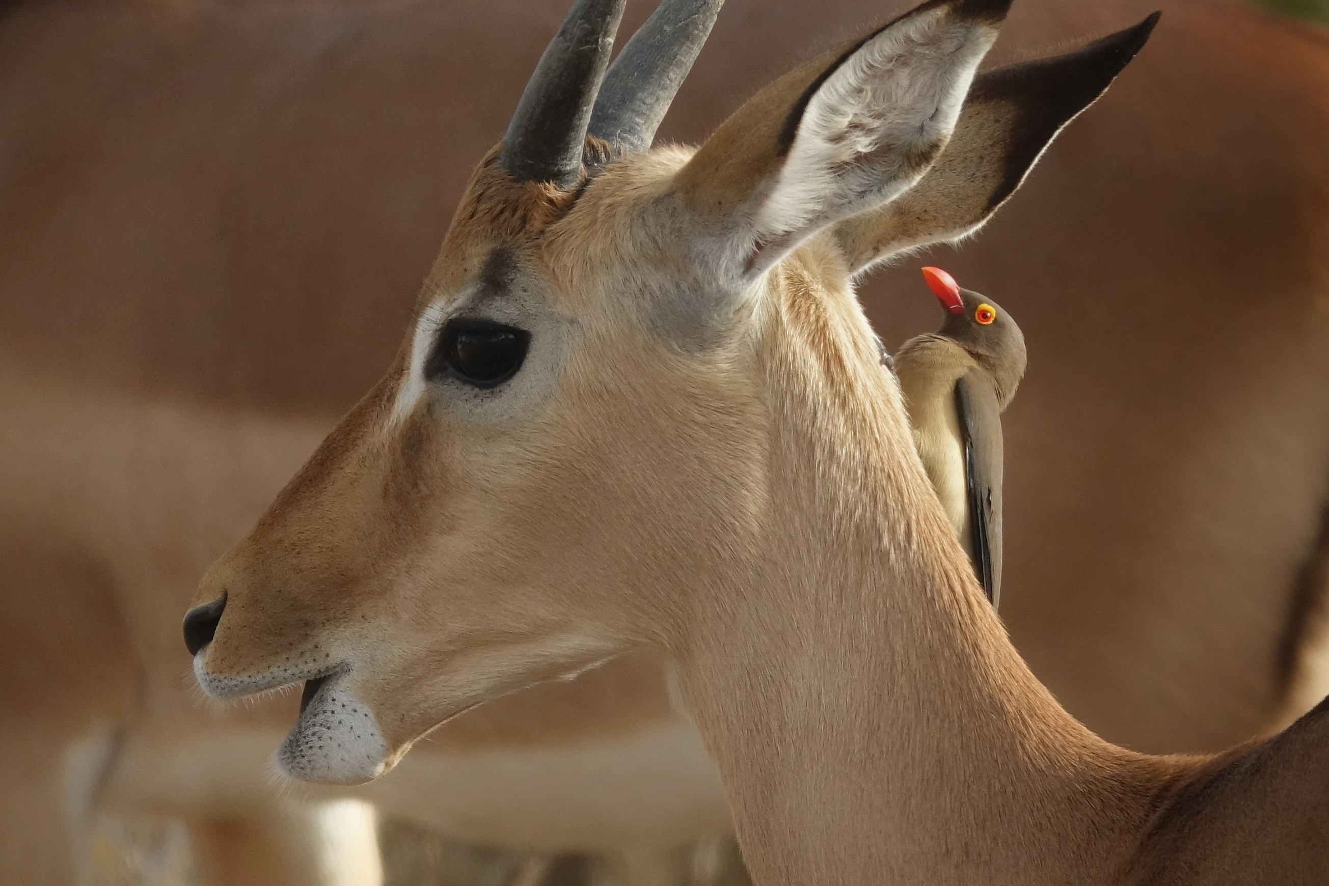 Antilope